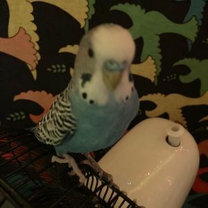 Meet your Posher, Josephine